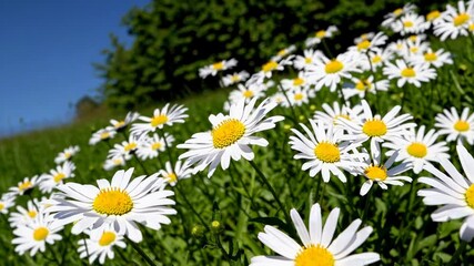 Aufkleber - Field of blooming daisies under bright sun, green meadow. Nature and serenity concept