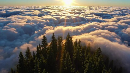 Aufkleber - Sunrise over pine forest with clouds beneath, serene nature. Peaceful morning view.