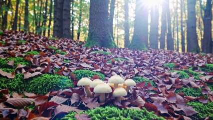 Poster - Mushrooms growing on forest floor with autumn leaves and moss. Nature exploration concept