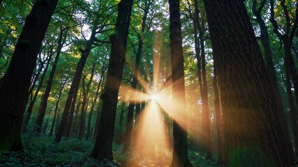 Poster - Sunlight streaming through forest trees creating a glowing effect. Nature tranquility