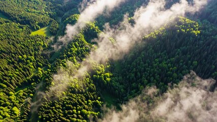 Poster - Aerial view of lush green forest with misty clouds in sunlight, nature tranquility concept