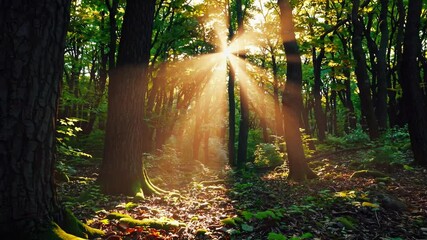 Poster - Sunbeams filtering through dense forest in morning light, natural serenity concept