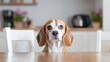 © ngamaz - Beagle dog sits at kitchen table