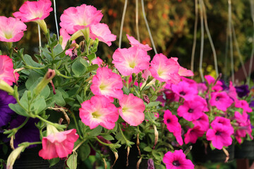 Wall Mural - row of potted gorgeous hot pink petunias blooming in the yard