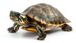 © Kopgz-41 - Generic Turtle Scene