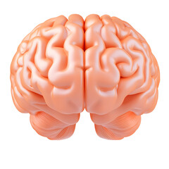 Poster - Anatomically Precise 3D Rendered Brain Showcasing the Complex Structure of the Human Mind  Meticulously detailed cerebrum cerebellum and brainstem with natural folds and curves