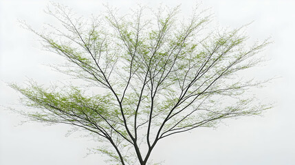 Spring tree, budding leaves, cloudy sky, nature