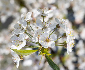 Wall Mural - a close up of a white flower with yellow centers