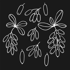 Wall Mural - Set leaves and barberry berries. Botanical element. Hand drawn vector illustration in outline style.