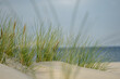 © LukaszGasiecki - Golden grasses sway along the Baltic shore. Tough coastal vegetation thrives in sandy soil, creating a natural border between beach and inland with wispy stems dancing in the sea breeze.