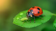 © Matthias - A colorful ladybug enjoys its meal, devouring an aphid on a green leaf. This moment highlights the natural pest control process occurring in a garden setting, promoting organic gardening practices
