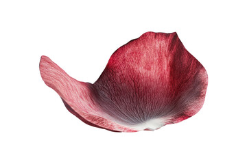 Wall Mural - a single, isolated petal with delicate textures and vibrant colors against a transparent backdrop.
