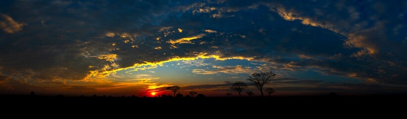 Wall Mural - panorama silhouette tree in africa with sunset.tree silhouetted against a setting sun.dark tree on o