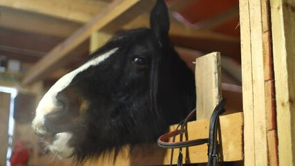 Poster - A horse peeking out from behind a fence, perfect for rural or agricultural themes.