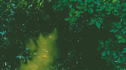 Poster - Dark green forest canopy texture with overlay for nature design