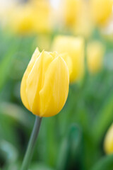 Wall Mural - beautiful yellow tulips in morning