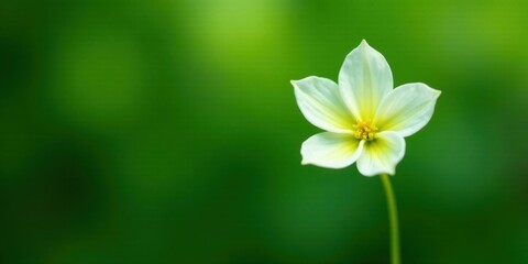 Poster - A single delicate white flower with a yellow center, elegantly positioned against a vibrant green blurred background, showcasing its simple beauty and natural grace.