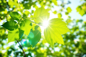 Poster - Green leaves with sunlight shining through.