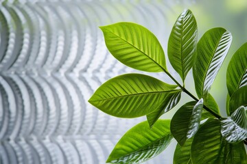 Poster - A clean, geometric representation of vegetation in abstract patterns