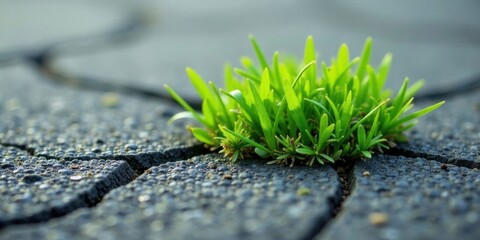 Poster - Resilient Growth A Tiny Cluster of Vibrant Green Sprouts Pushing Through Dark Pavement Cracks