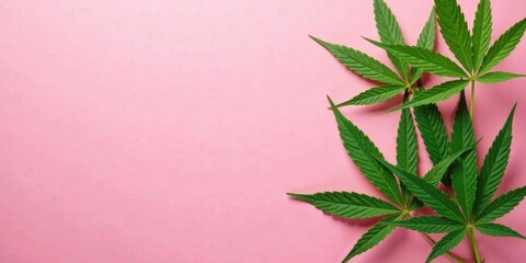 Poster - Vibrant Green Cannabis Leaves on a Soft Pink Background A Study in Contrast and Natural Beauty