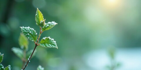 Poster - Early morning frost delicately adorns vibrant green leaves of a young plant, a serene nature scene bathed in soft sunlight
