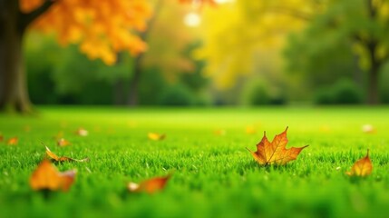 Poster - Autumnal Leaf on Lush Green Grass with Blurred Background of Fall Foliage