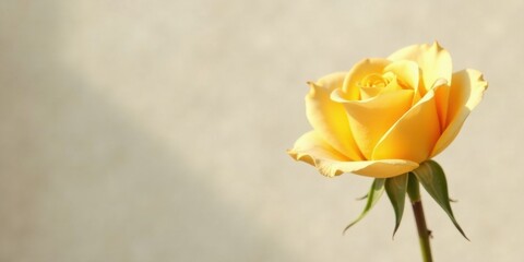 Poster - A single, delicate pale yellow rose bathed in soft sunlight against a muted background