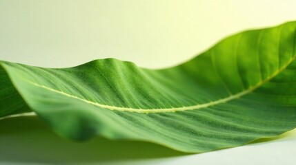 Poster - Close-up View of a Single Lush Green Leaf with Delicate Veins and Gentle Curves on a Soft Background
