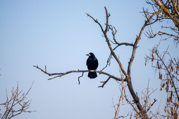 a black bird is perched on a branch of a tree