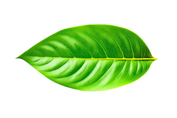 Poster - Green leaf, graphic style, white background, concept of nature. Ai generative