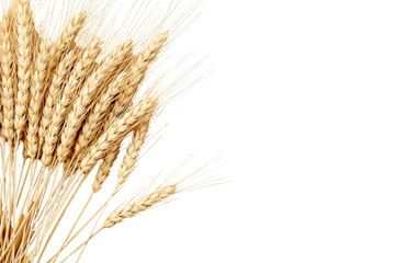 Poster - Wheat ears, realistic style, white background, concept of agriculture. Ai generative