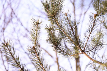 Poster - A bird sitting on the branch of a pine tree.