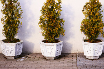 Aufkleber - Decorative planters placed against a clean white background.