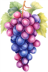 Wall Mural - Watercolor painting of ripe red and blue grapes hanging from vine