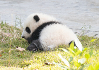 Wall Mural - close up little baby panda, chengdu, china