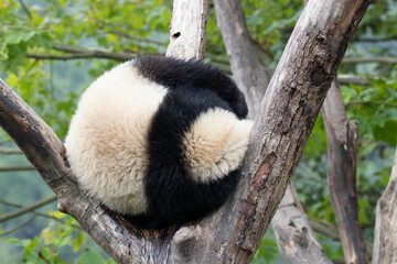Wall Mural - funny pose of sleeping little panda on the tree, wolong panda base