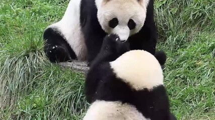Wall Mural - precious moment of mother panda and her baby