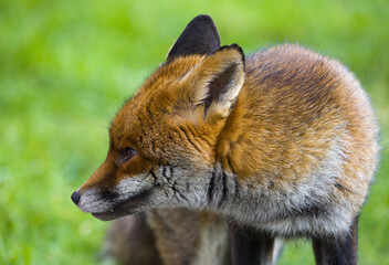 striking fox in its natural habitat among lush wilderness