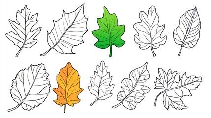Autumn leaves collection; various shapes & colors; white background; educational use