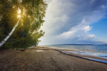 Wall Mural - the sun is shining through the branches of a birch tree, which stands on the sandy riverbank. clouds