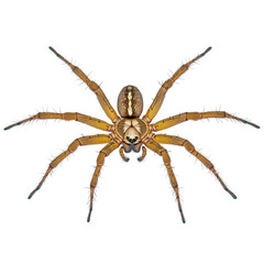 Close-Up Of Spider On Black Backdrop. Perfect For Halloween Or Horror Themes.