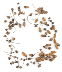 Wall Mural - Frame oak acorns isolated on white background. Set of dry brown acorns.