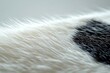© Vii - High-quality image of cat's fur texture, perfect for advertising or editorial use