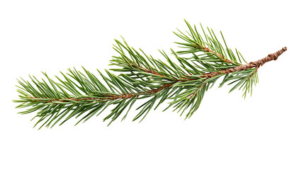 Pine branch isolated on black background