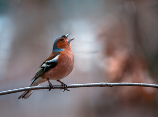Wall Mural - bird male chaffinch singing in spring forest sitting on tree branch