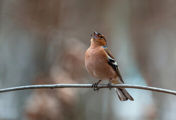Wall Mural - bird male chaffinch singing in spring forest sitting on tree branch