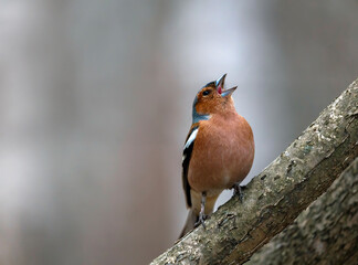 Wall Mural - bird male chaffinch singing in spring forest sitting on tree