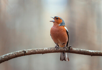 Wall Mural - bird male chaffinch singing in spring forest sitting on tree