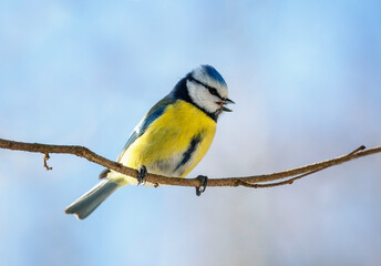 Wall Mural - blue tit bird singing in spring park against blue sky
